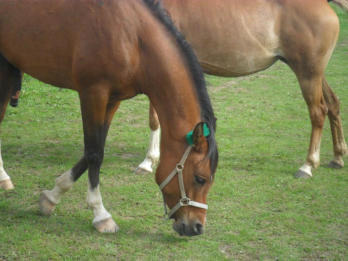 Anden særlig race Calvados  - Du er nu dejlig skat <3  billede 5