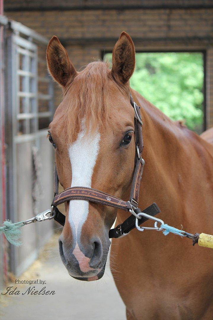 Tysk Sportspony Dominus B - A-pony - Fotograf: Mig billede 17