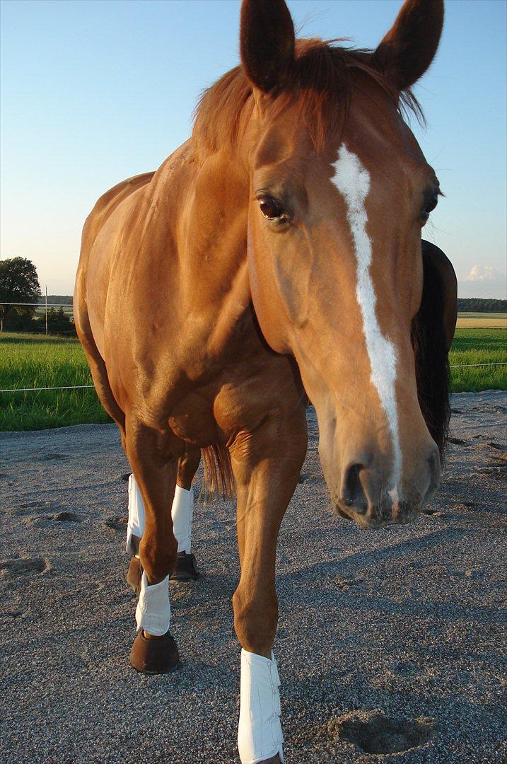 Hannoveraner | Werber Welt - Løs på ridebanen... billede 15