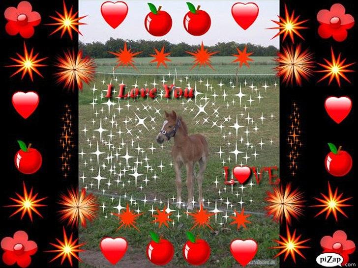 Anden særlig race Beauty Surprice  solgt billede 1