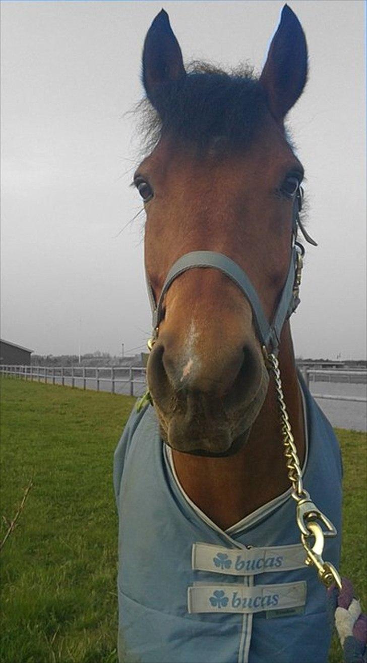 New Forest Flintdales Makka (R.I.P) billede 14