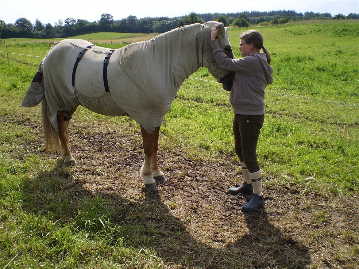 Islænder Kyndill fra Þóreyjarnúpi *SOULMATE* - *Jeg har lært at 1 døgn er 24 timer, 1 time er 60 min, 1 minut er 60 sek.... Men ingen fortalte mig at hvert sekundt uden dig er en evighed<3* billede 11