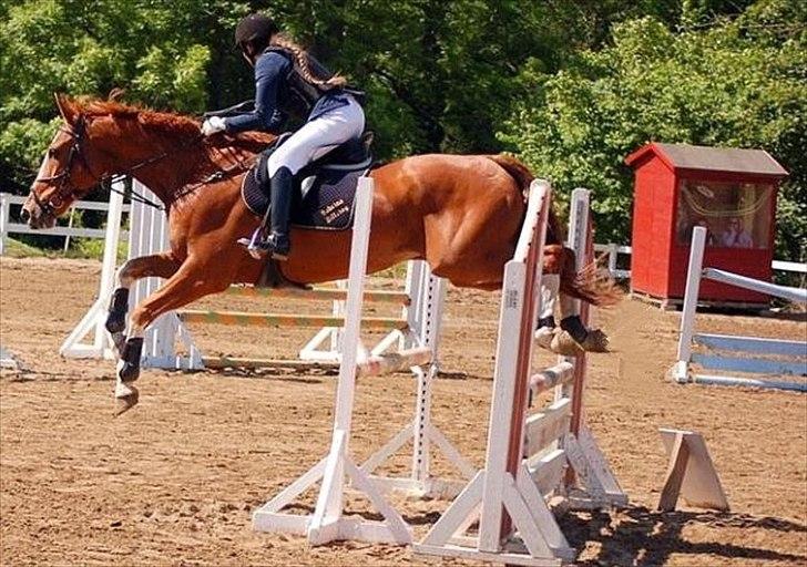 Zangersheide Gilbert Alfarvad Z *R.I.P* - Billede 8: Stævne i Vordingborg d. 20/6-10 - springer her LD (90 cm) billede 9