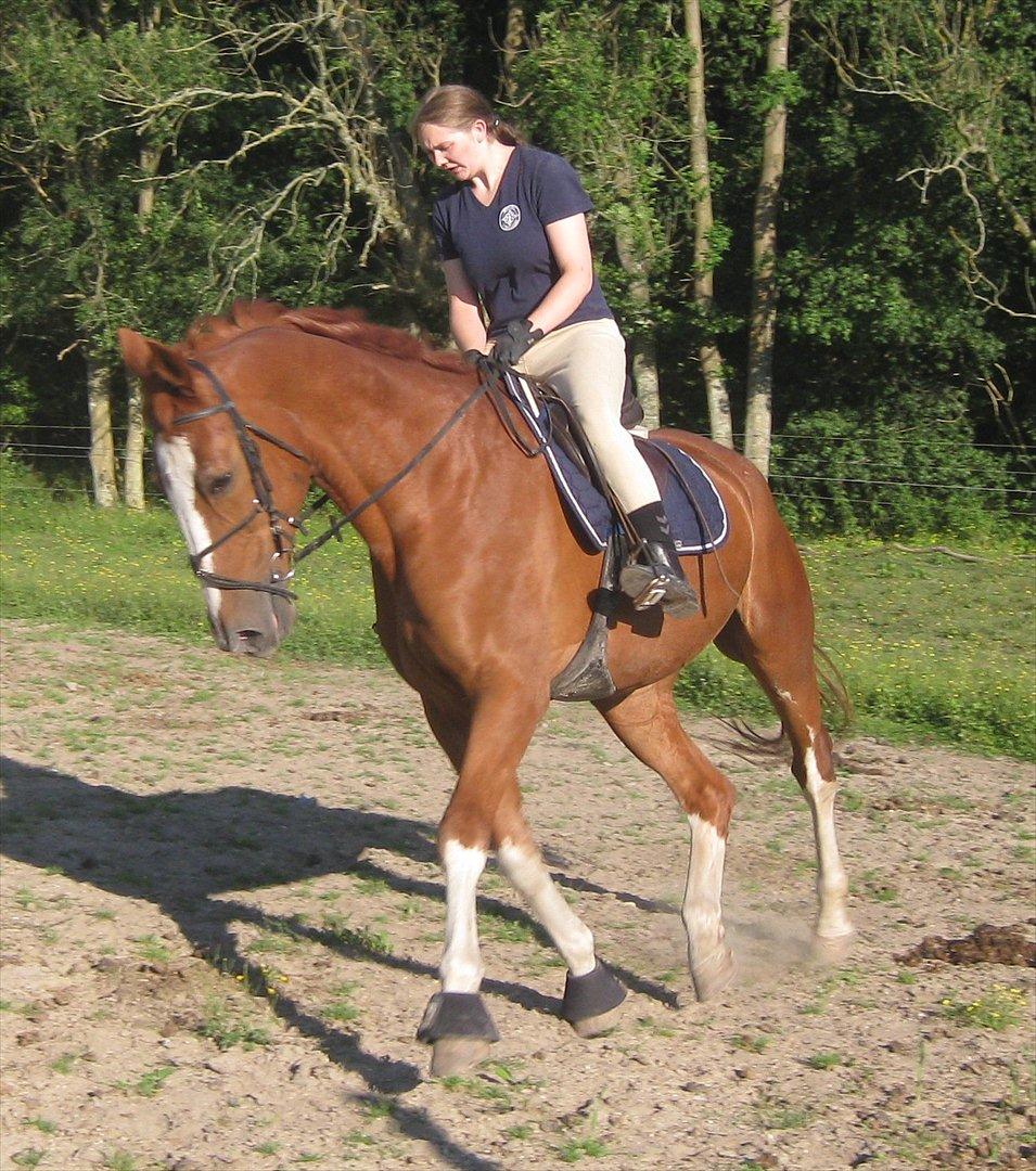 Zangersheide Gilbert Alfarvad Z *R.I.P* - Dressur træning hjemme d. 18/7-11 billede 1