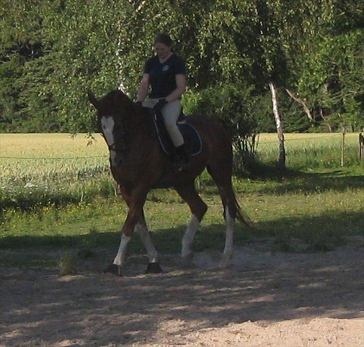Zangersheide Gilbert Alfarvad Z *R.I.P* - Dressur træning hjemme d. 18/7-11 billede 2