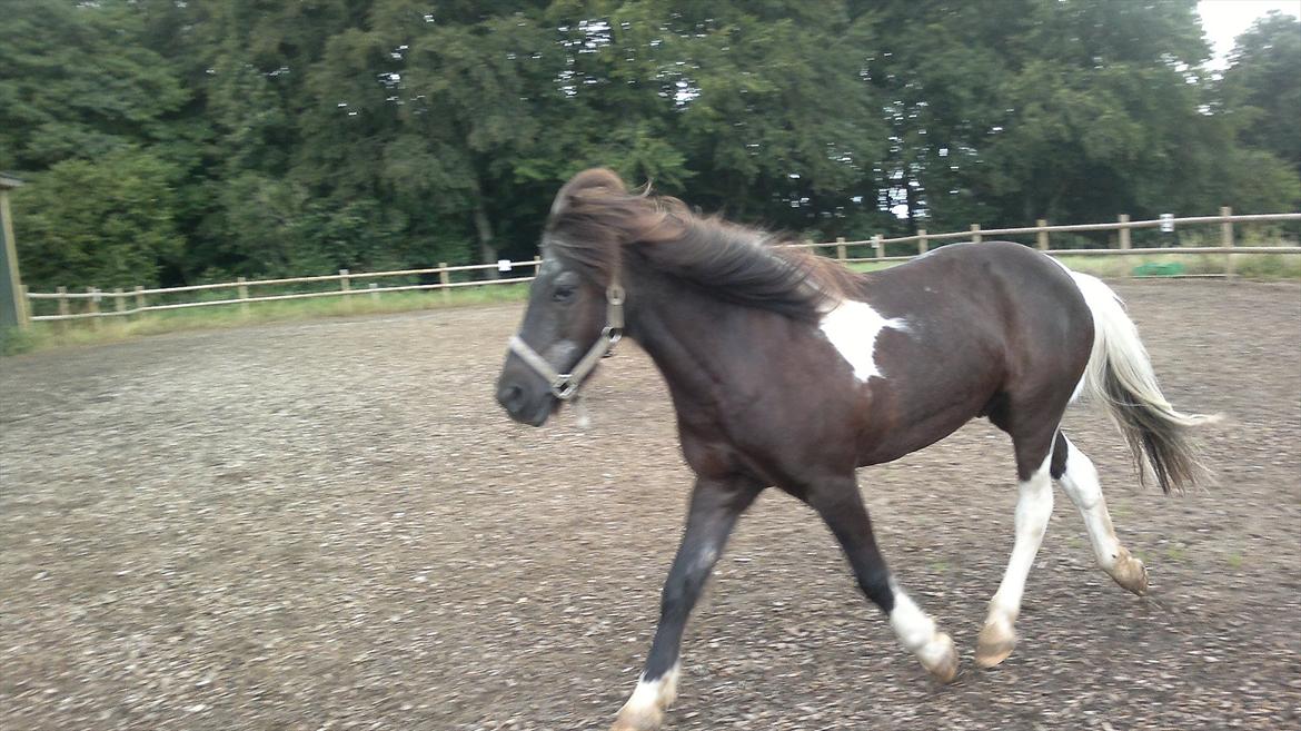 Islænder Mulle *MIN LILLE ISBAMSE* - Er ved at knytte bånd, han er simpelthen bare så sød<33 billede 10