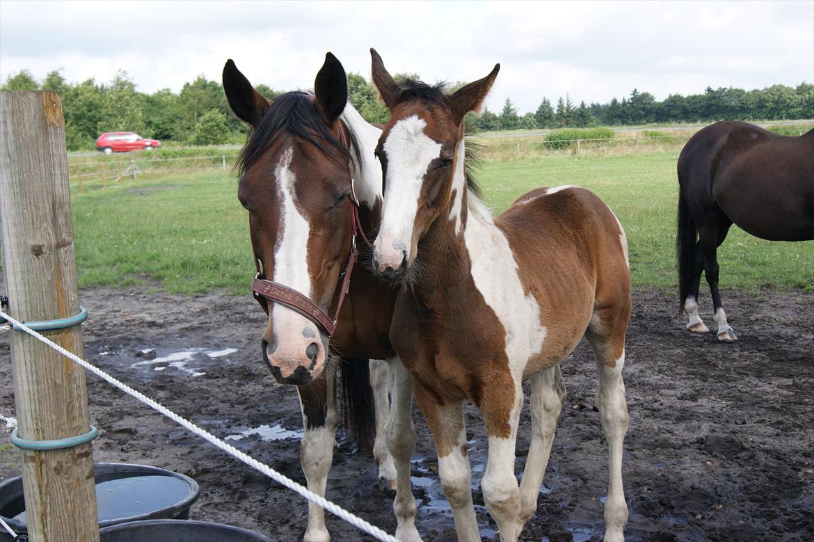 Pinto Bailando Supreme *SOLGT* billede 6
