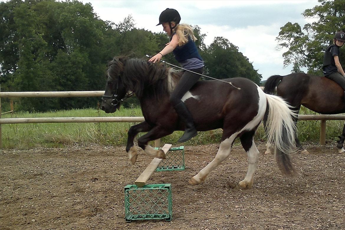Islænder Mulle *MIN LILLE ISBAMSE* - Springer uden at holde ved uden saddel, Mulle han er så glad for at springe billede 5