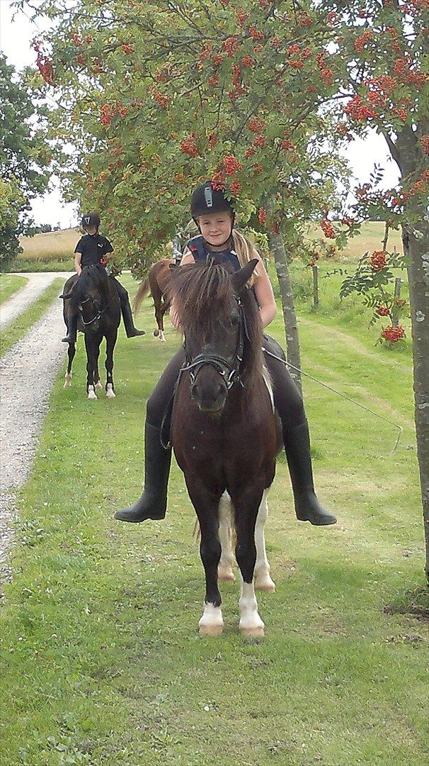 Islænder Mulle *MIN LILLE ISBAMSE* - Mulle under de smukke træer:) billede 13