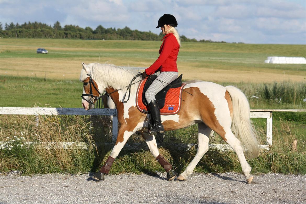 Pinto Flicka - Spangbogaard :-) billede 4
