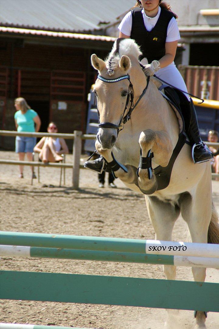 Fjordhest Cox Tidselbjerg*stjernen* - Til stævne på Birken 5.Juni 2011 opvarmning til Jysk mesterskab, springet er 90 cm, ligger evt. langt over <3 sød pony!!! Billedet er købt og betalt!! Foto: Alberte Skov!! Skov foto! billede 3