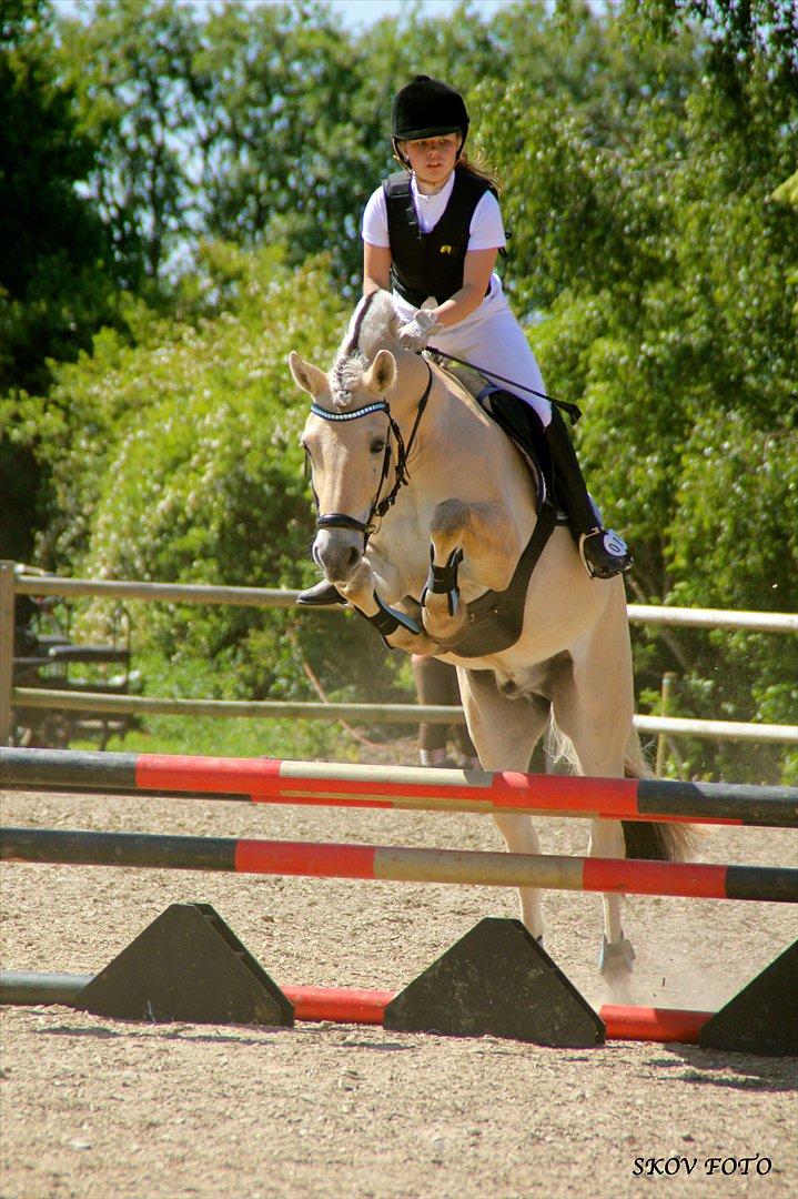 Fjordhest Cox Tidselbjerg*stjernen* - Stævne på Birken 5. juni 2011. Jysk mesterskabs klassen, fejlfri og videre til omspringingen, 2. plads kun 0.9 sek fra 1.pladsen <3 sød pony! <3 Billedet er købt og betalt!! Foto: Alberte Skov! Skov foto! billede 4