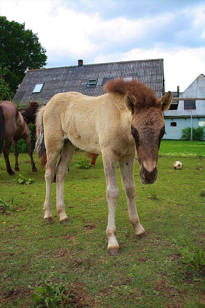Islænder Yndi fra Pedersdal - Yndi på marken. billede 11