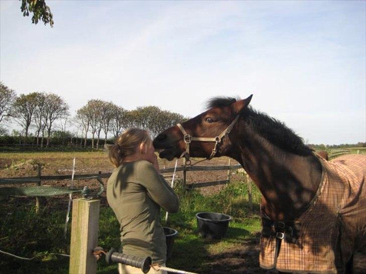 New Forest Roløkke Carl  - Carl og hans nye ejer :) billede 20