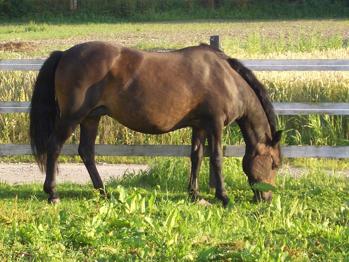 Anden særlig race Halkærhus Samara SAVNET! billede 1