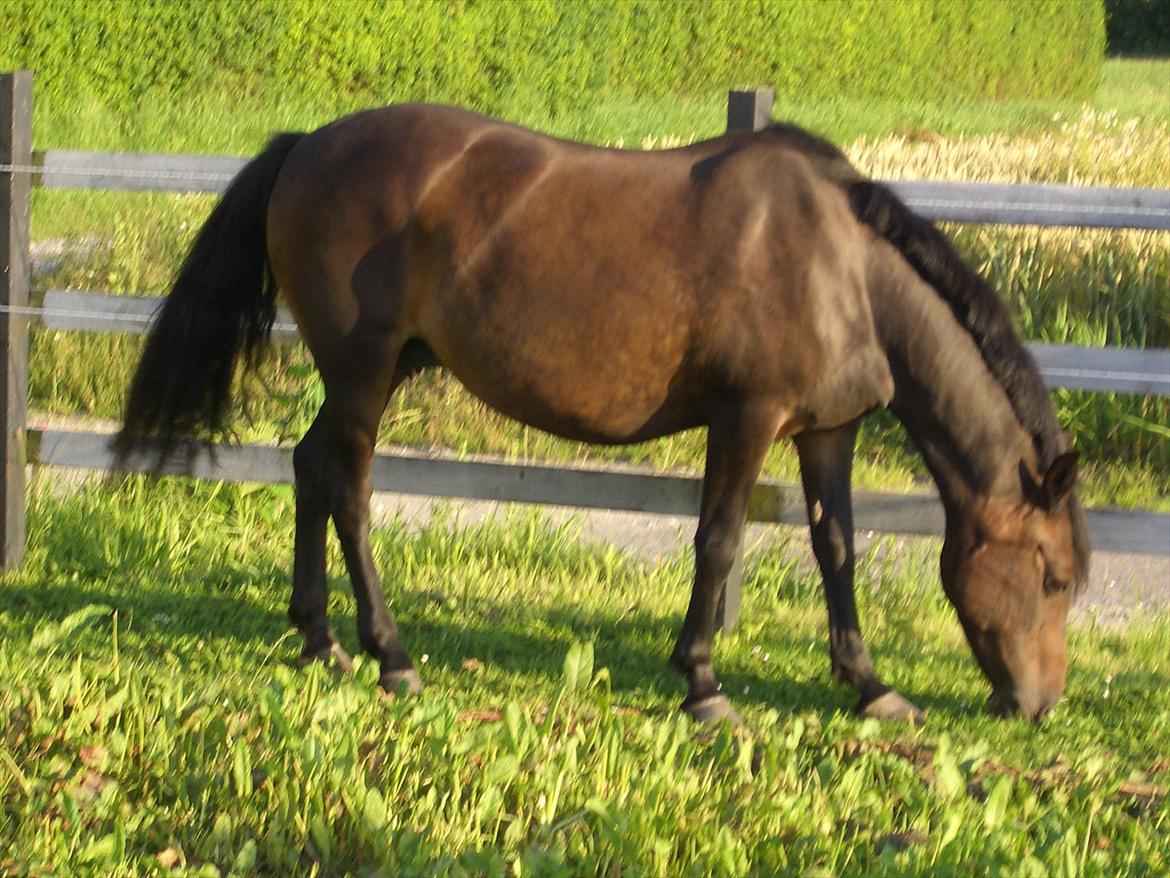 Anden særlig race Halkærhus Samara SAVNET! billede 2