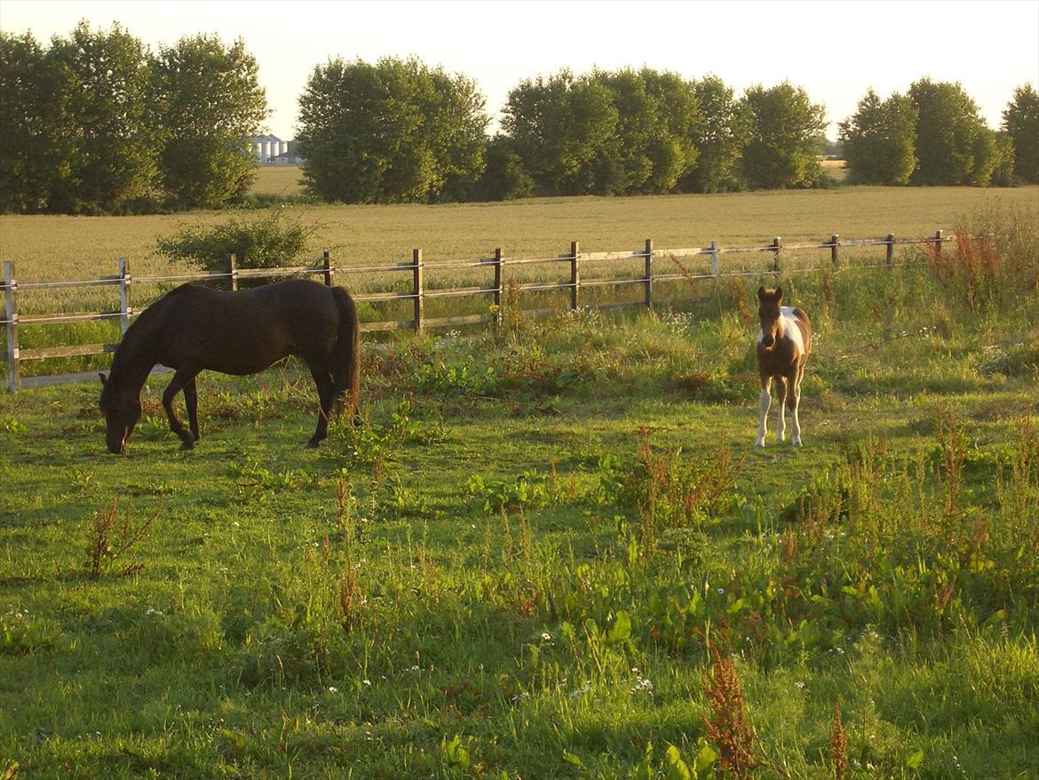 Anden særlig race Halkærhus Samara SAVNET! billede 4