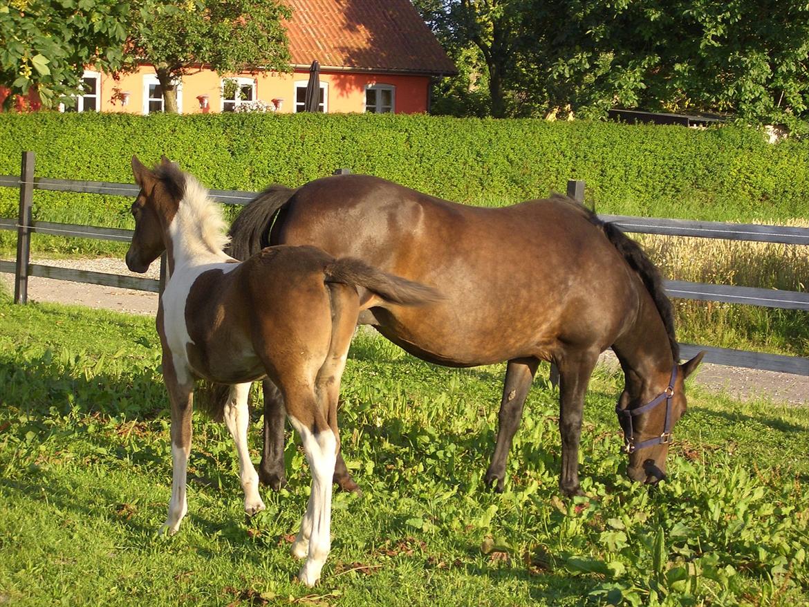 Anden særlig race Halkærhus Samara SAVNET! billede 5