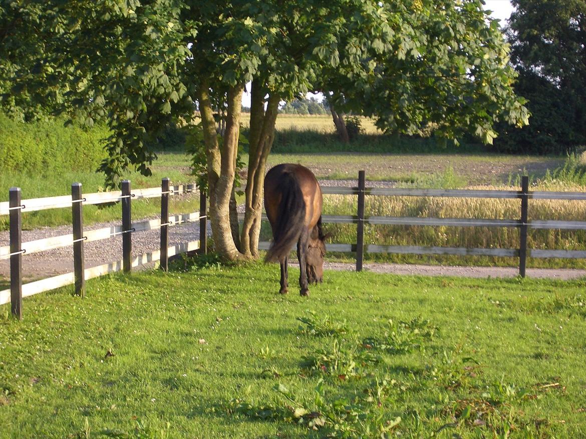 Anden særlig race Halkærhus Samara SAVNET! billede 6