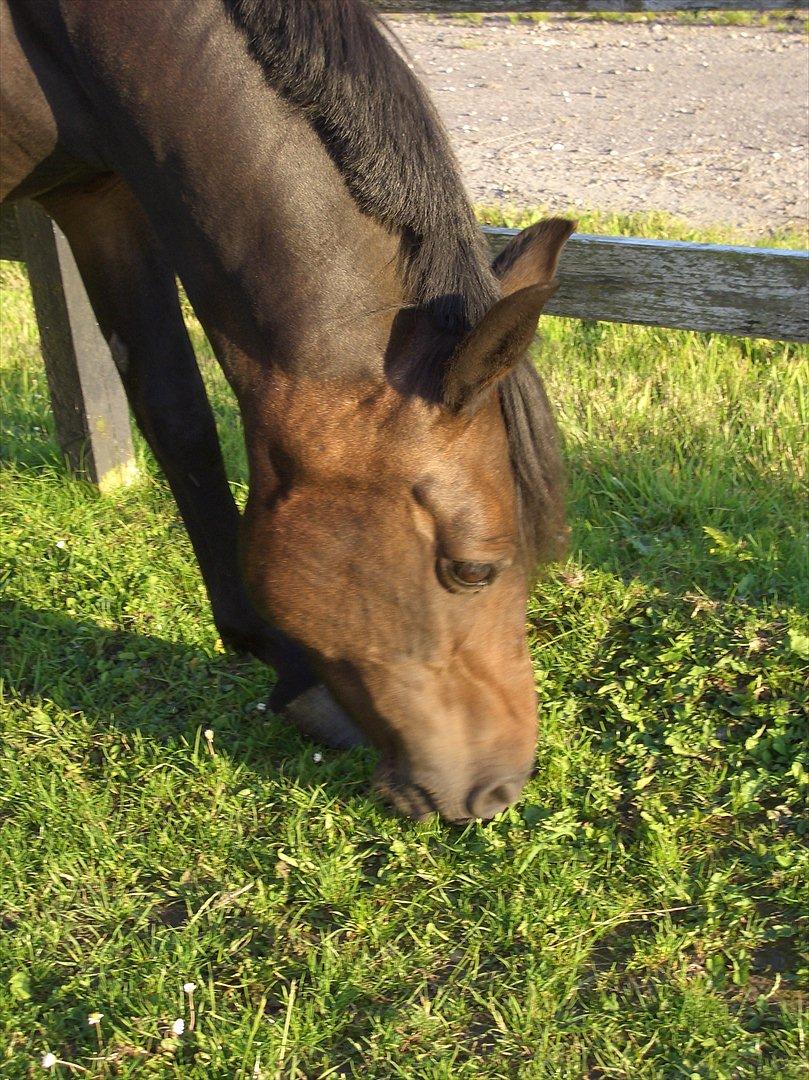 Anden særlig race Halkærhus Samara SAVNET! billede 7