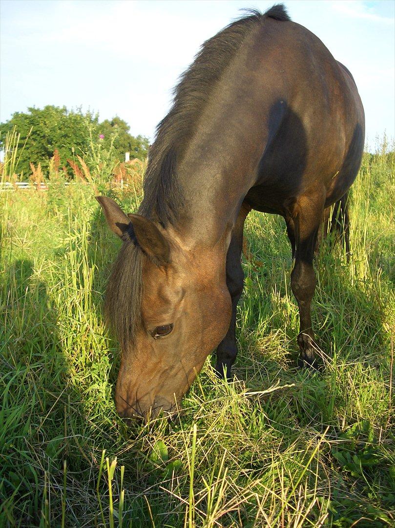 Anden særlig race Halkærhus Samara SAVNET! billede 8