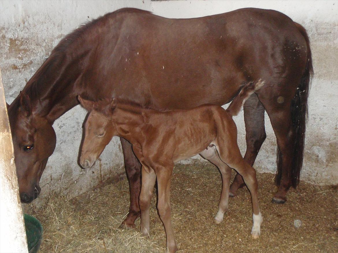 Dansk Varmblod Don Alison - Don Alison - 2011 billede 2