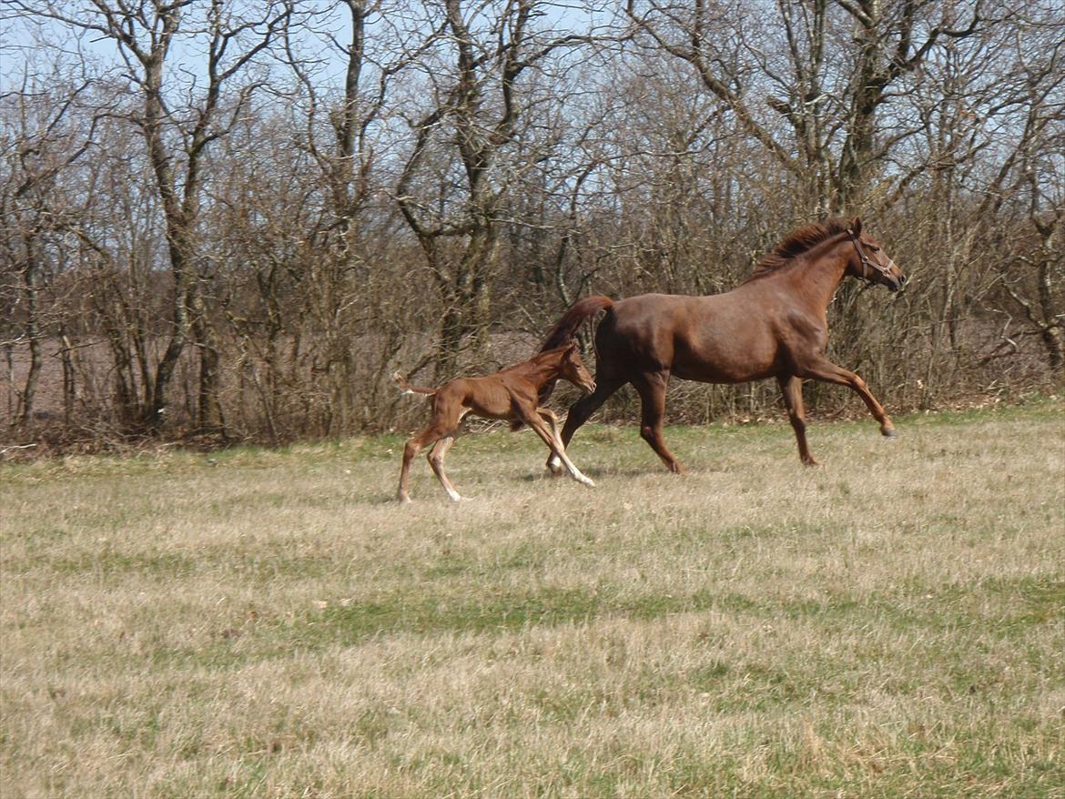 Dansk Varmblod Don Alison - Don Alison - 2011 billede 3