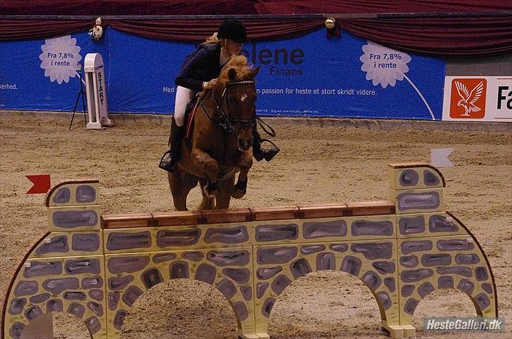 Tysk Sportspony Darling - MA*, Baltic Cup Finale 2010 billede 13