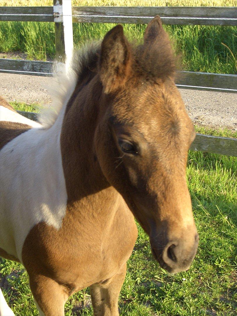 Anden særlig race Halkærhus Painted Lacey billede 5