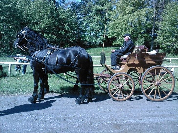 Frieser Kashmir Toustrup - Kashmir for vogn 2009 billede 5