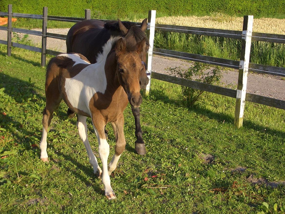Anden særlig race Halkærhus Painted Lacey billede 6