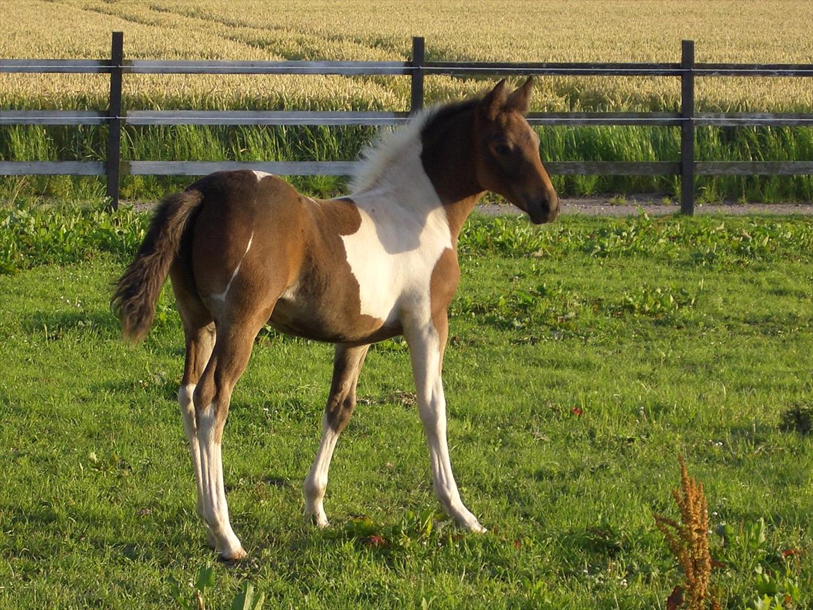 Anden særlig race Halkærhus Painted Lacey billede 8