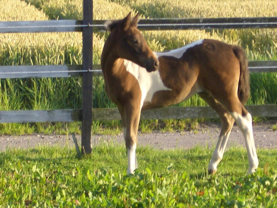 Anden særlig race Halkærhus Painted Lacey billede 9