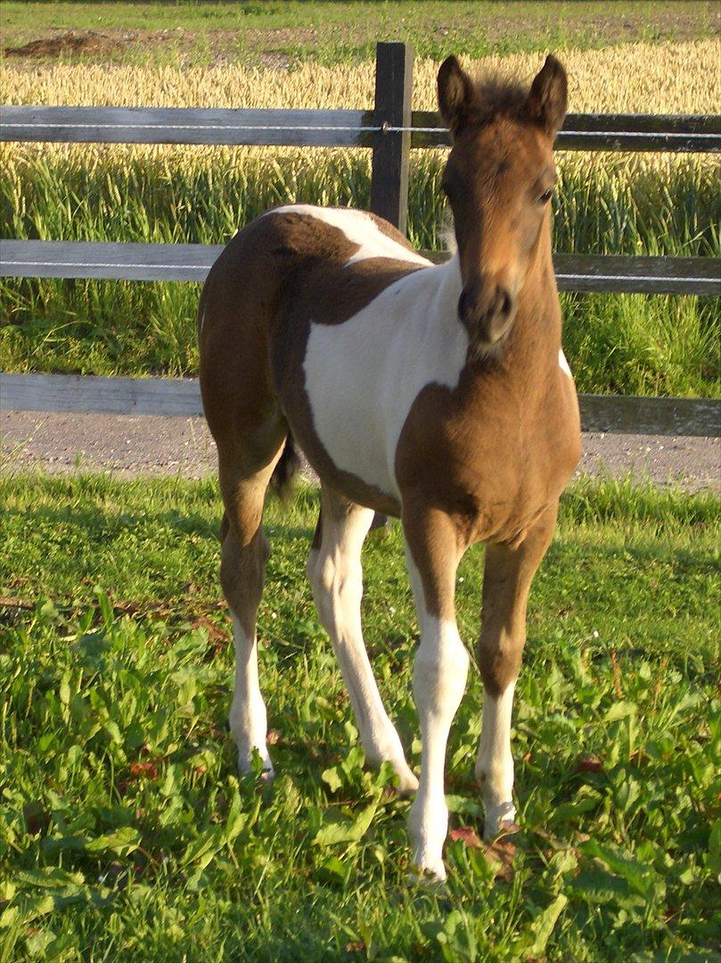 Anden særlig race Halkærhus Painted Lacey billede 10