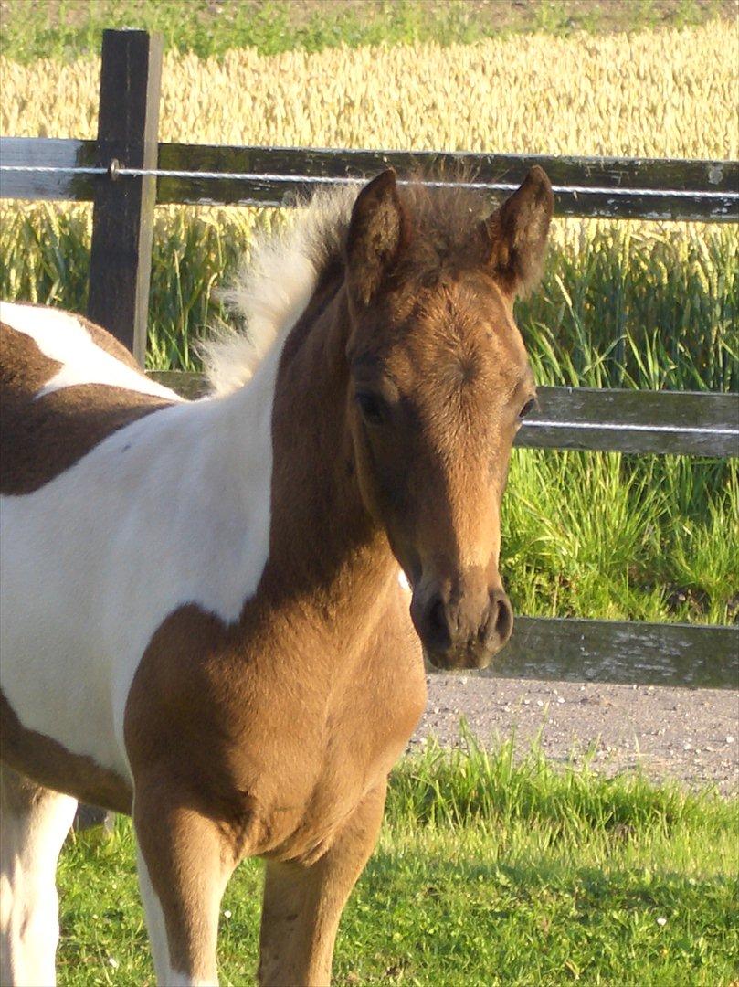 Anden særlig race Halkærhus Painted Lacey billede 11