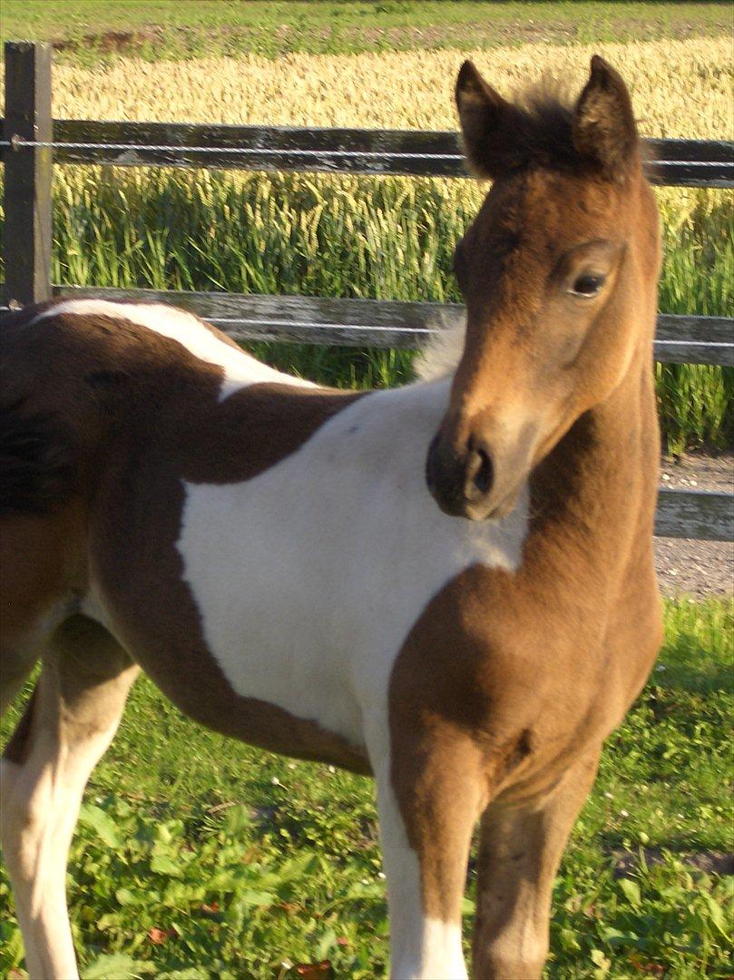 Anden særlig race Halkærhus Painted Lacey billede 12