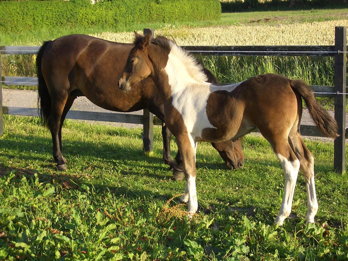 Anden særlig race Halkærhus Painted Lacey billede 13