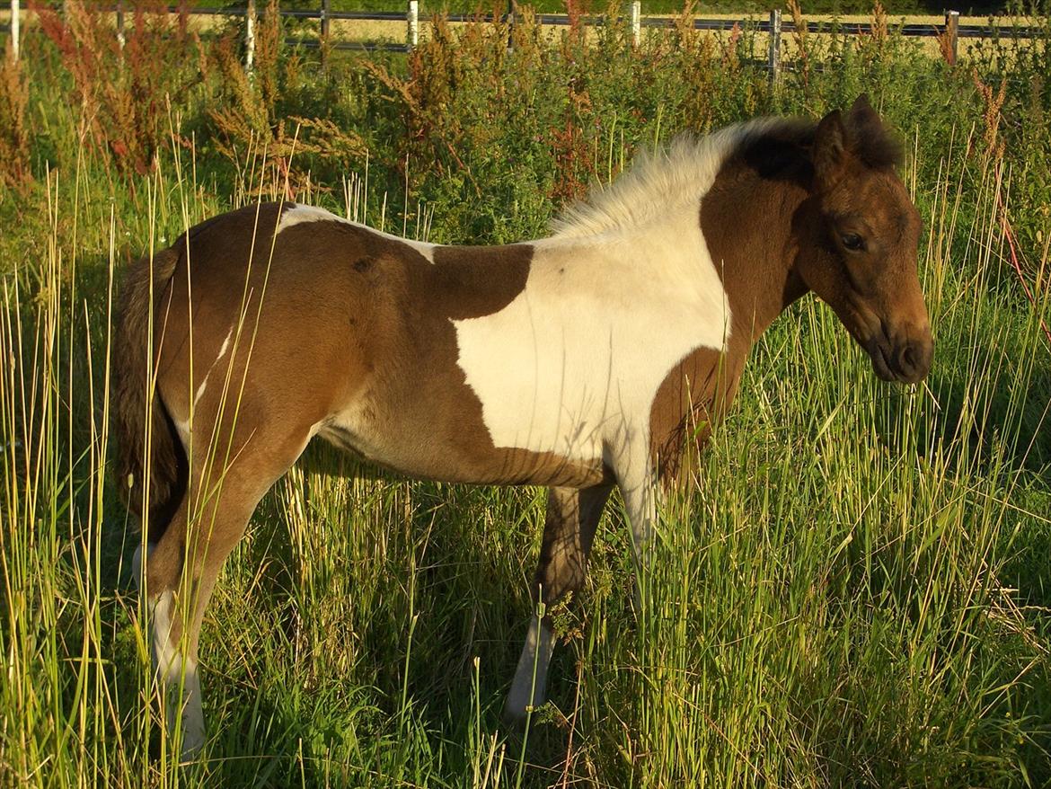 Anden særlig race Halkærhus Painted Lacey billede 14