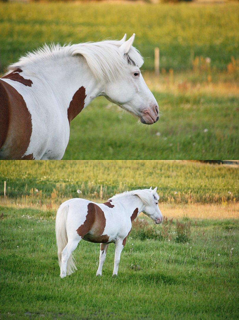Pinto Flicka - Mange ting fanger dine øjne, men kun få ting fanger dit hjerte.  Og du fangede mine øjne og mit hjerte. <3 billede 15