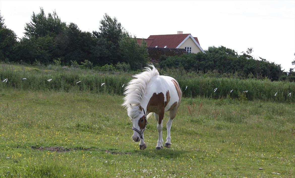 Pinto Flicka - Alt er intet uden dig. <3 billede 16