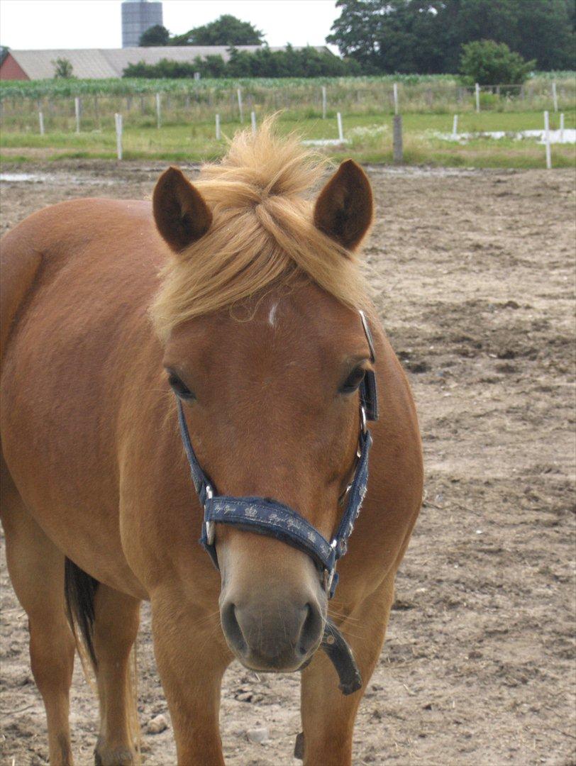 Gotlandsruss Ivanhoe<3 - velkommen til ivan's profil<33

ivan på fold<3 billede 2