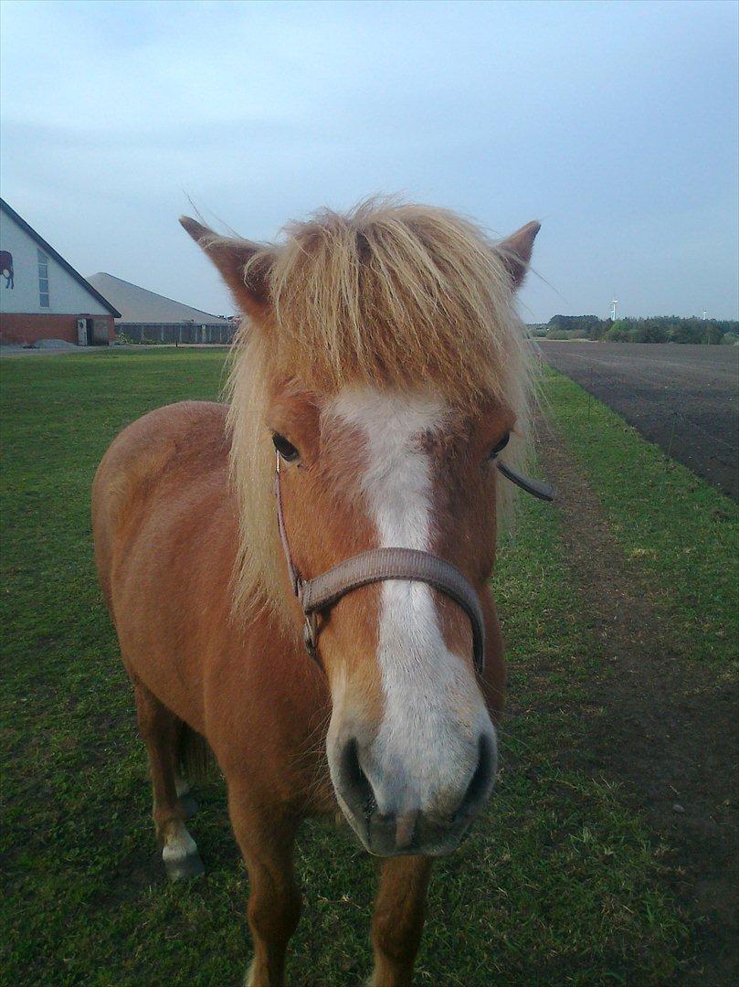Islænder Pyrla frá Eyjólfsstödum - (Forår 2011) billede 1
