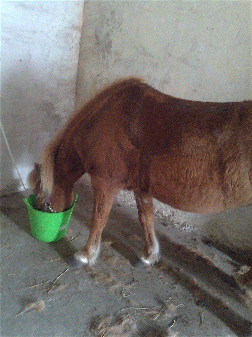 Islænder Pyrla frá Eyjólfsstödum - Efter en hård omgang træning :) billede 2