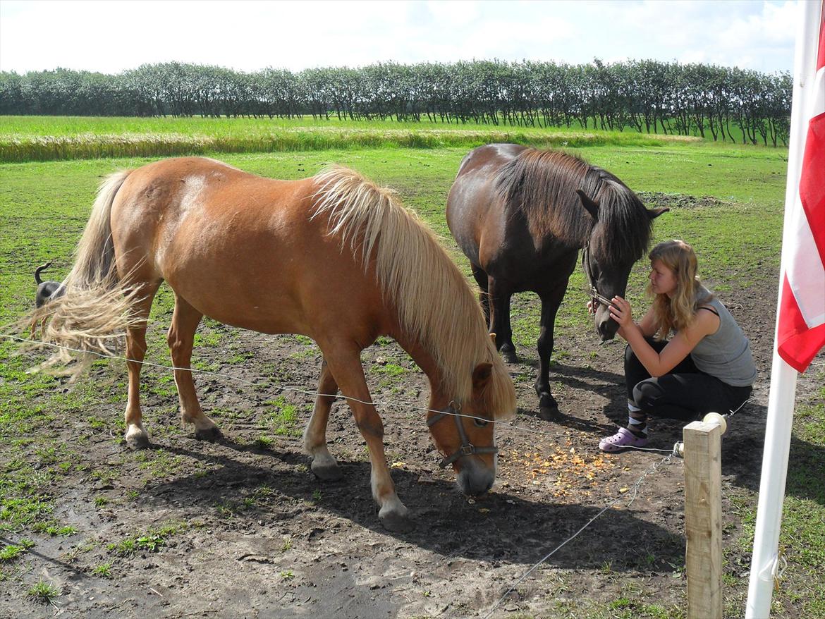 Islænder Pyrla frá Eyjólfsstödum - Hebas fødselsdag. 2011 :) 

 billede 3