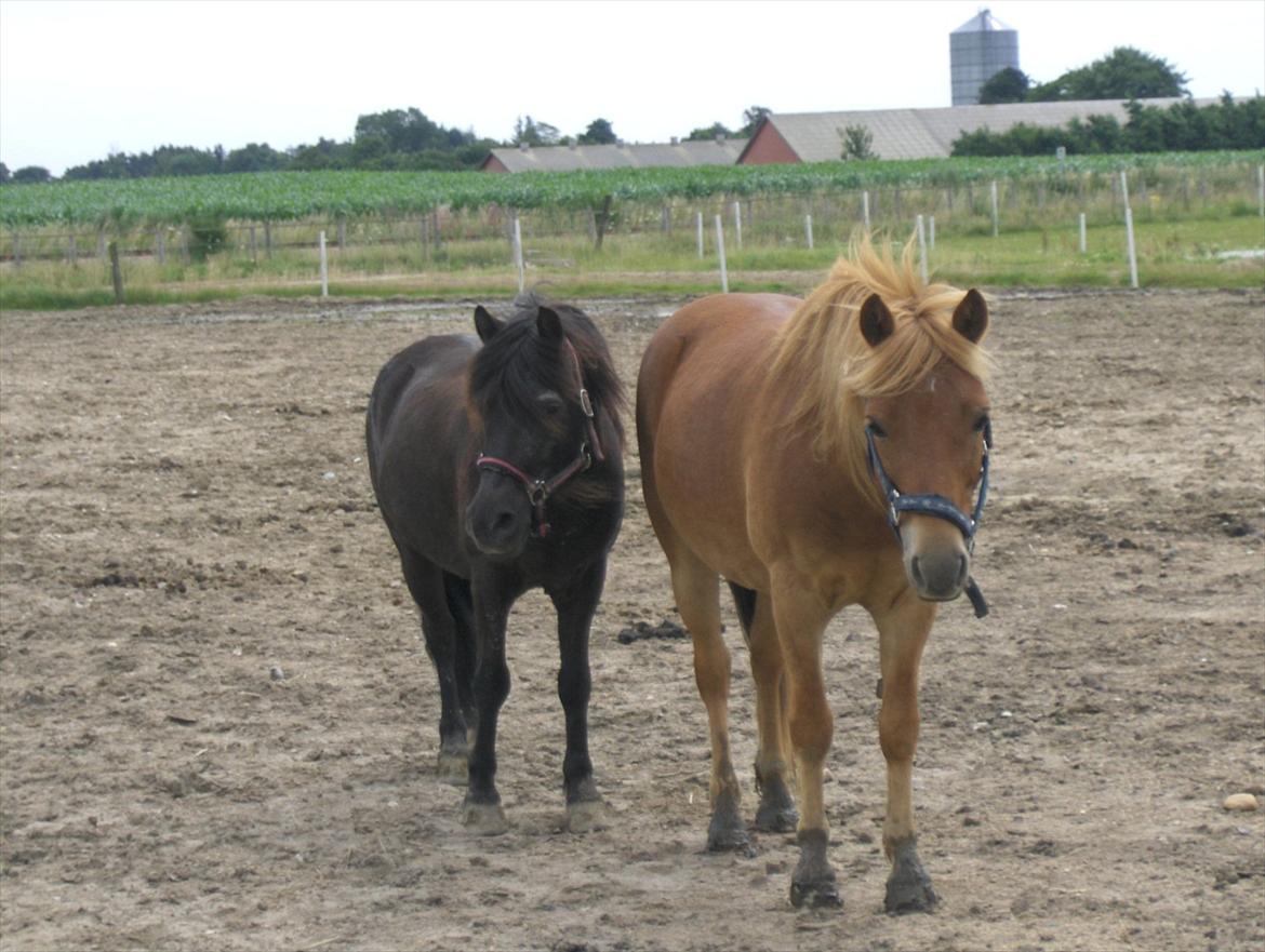 Gotlandsruss Ivanhoe<3 - Ivan og julius på folden<3 billede 12