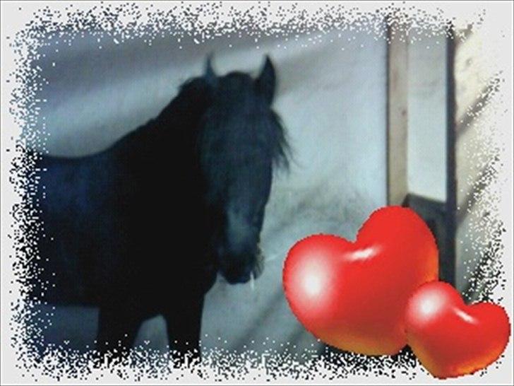 Frieser Kashmir Toustrup - Min lille bassedreng billede 7