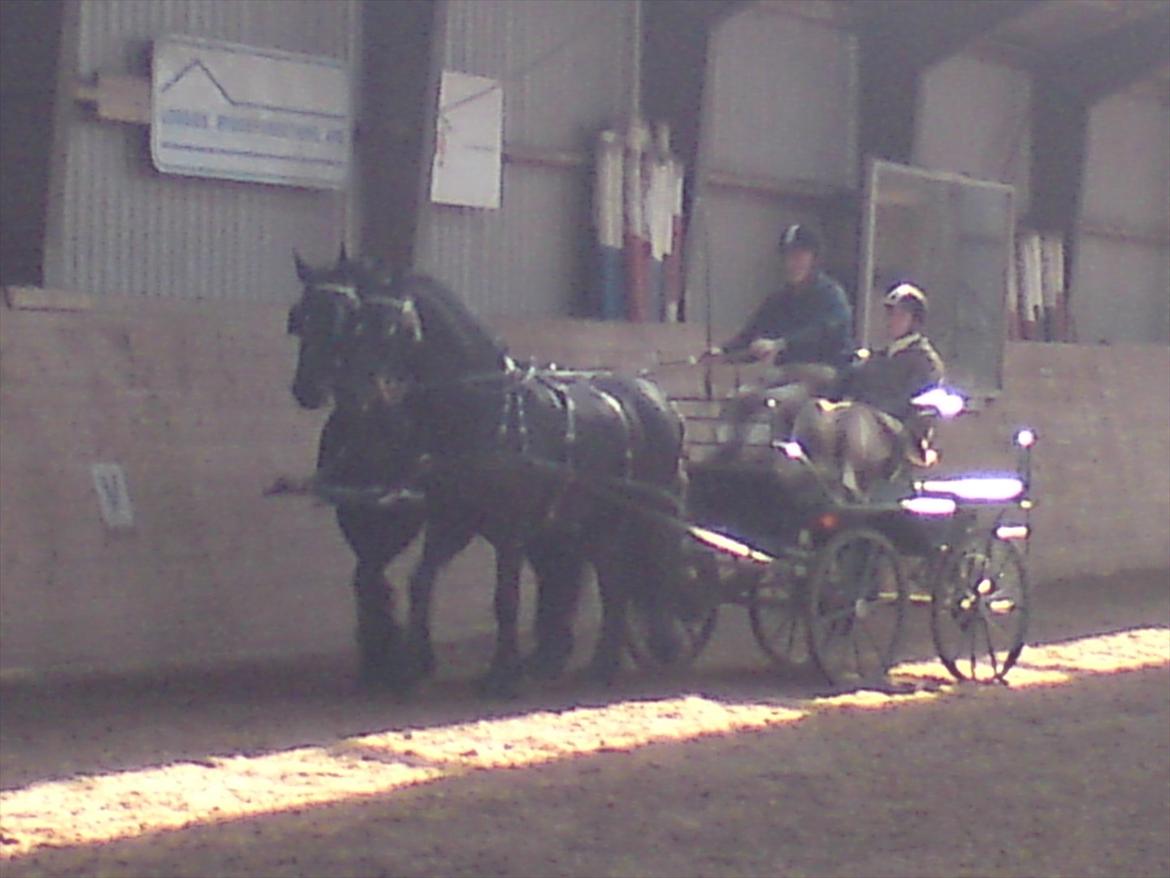 Frieser Kashmir Toustrup - dressur kørsel 2011 billede 8