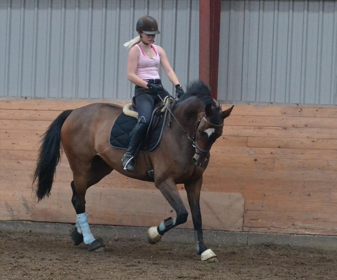 Tysk Oldenburger Milano af Hvarre - Fordi du er min Michelin stjerne <3 billede 3