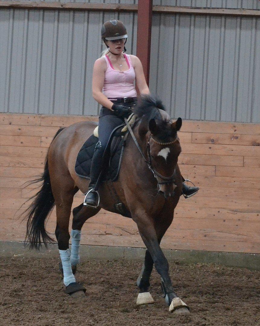 Tysk Oldenburger Milano af Hvarre - Fordi du er min <3 billede 4