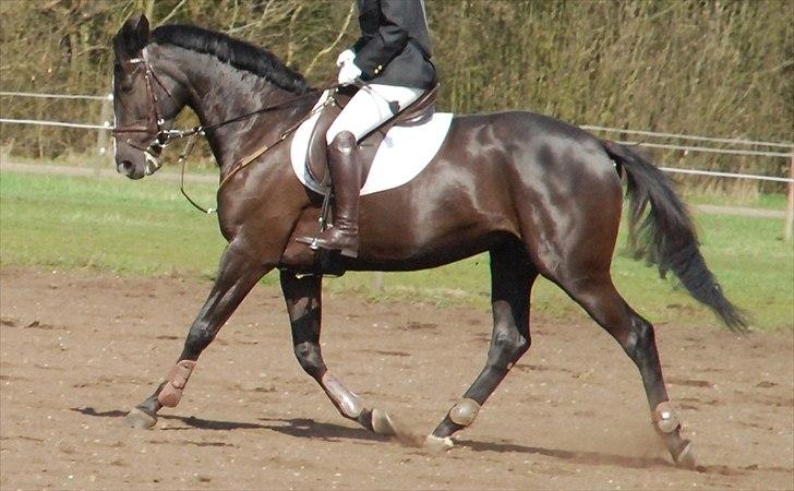 Anden særlig race Venus (solgt) billede 6